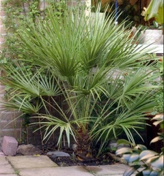 chamaerops humilis precio