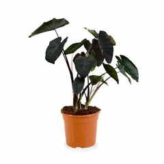 colocasia black en internet