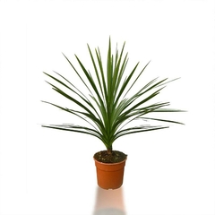 CORDYLINE AUSTRALIS | DRACAENA VERDE
