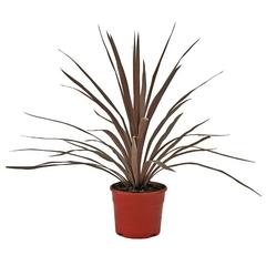 CORDYLINE RED STAR| DRACAENA ROJA
