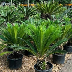 Varias plantas de Cyca Revoluta en macetas, mostrando sus hojas verdes y exóticas en un jardín.