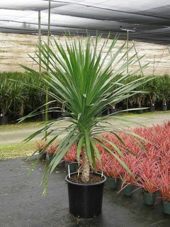 Planta Dracena Indivisa Cordyline verde en maceta negra, con hojas alargadas y verdes, en un vivero.