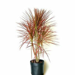 dracena tricolor precio