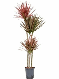 dracena tricolor grande