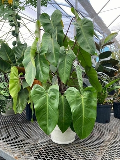 Filodendro Erubescens con hojas grandes y brillantes en una maceta blanca, ubicado en un vivero.