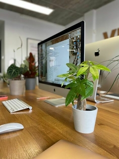 Planta pequeña en maceta blanca sobre un escritorio de oficina, con computadoras y otras plantas de fondo.