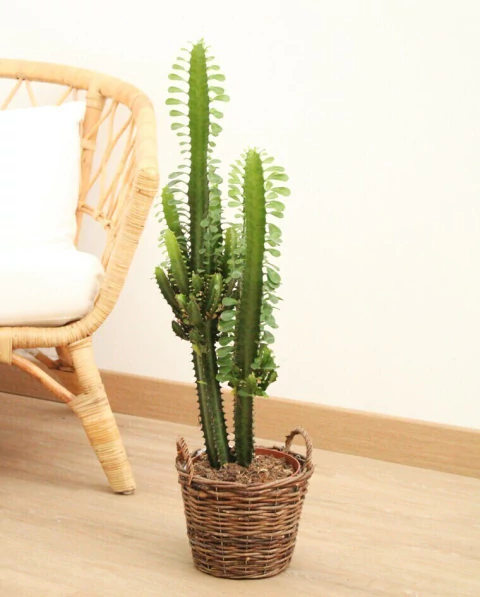 Planta euphorbia trigona verde alta para interior
