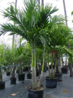 Palmeras de gran porte en macetas, mostrando un follaje verde y frondoso, en un vivero.