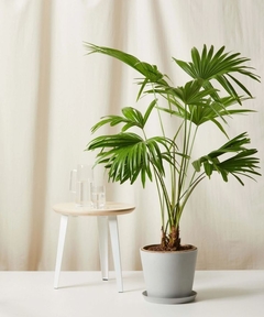 Livistona Chinensis – Palmera de Abanico Elegante y Resistente - comprar online