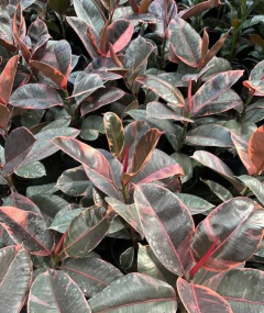 gomeros nuevos varios colores