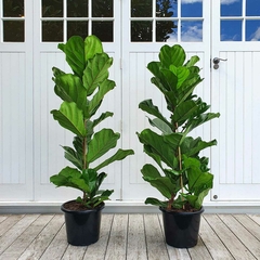 plantas para regalar ficus pandurata