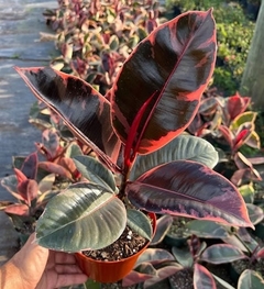 ficus ruby comprar