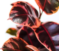 Ficus Rubí Hojas Rojas
