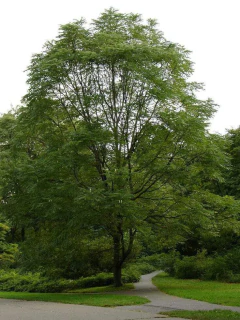 Árbol de fresno rojo (Fraxinus pennsylvanica) con follaje verde exuberante en un entorno natural.