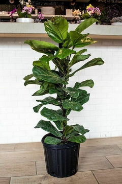 ficus lyrata pandurata