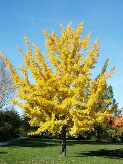 ginkgo biloba