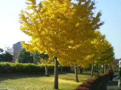 árbol ginkgo