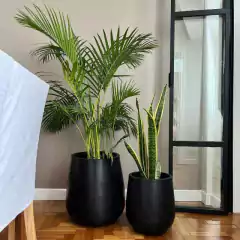 areca maceta palmera