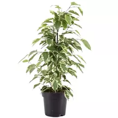 ficus variegado hawai