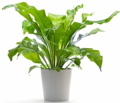Planta Asplenium Nidus en maceta blanca, con hojas verdes brillantes y forma tropical.