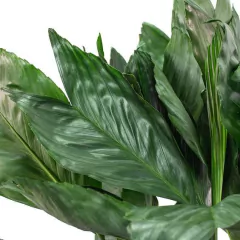 Palmera para decoración de patios