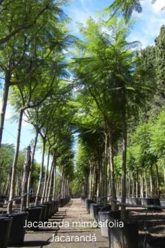 Venta de árboles grandes con servicio de envío y plantación en GBA