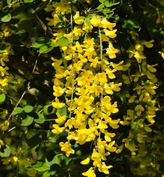 Racimos amarillos colgantes de Laburnum en primavera