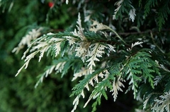 lailandi variegado