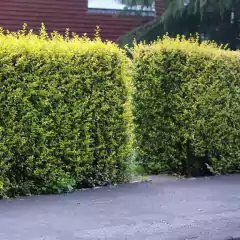 Seto de Ligustrum aurea brillante en un jardín, ideal para cercos y decoración exterior.