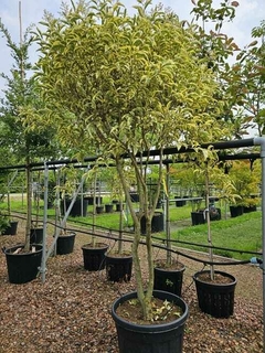 Ligustrum lucidum Áurea cercos vivos

