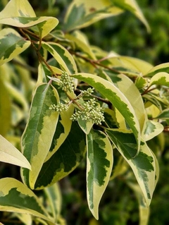 Ligustrum lucidum Áurea con follaje dorado brillante en jardín soleado

