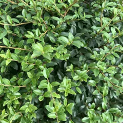 Follaje denso y verde de la ligustrina, ideal para jardines y setos.