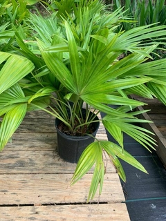 Palmera livistona chinensis en una maceta negra, con hojas verdes y en un entorno natural.