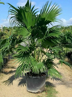 Palmera livistona chinensis en maceta, con hojas verdes brillantes y frondosas, en un entorno natural.