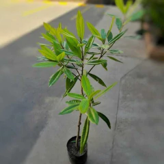 magnolia grandinflora 4 litros