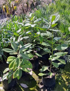 magnolia grandinflora 10 litros