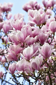 Ramas de magnolias con flores de color rosa claro y blanco en un día soleado.