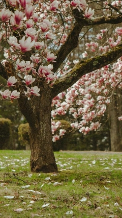 Árbol de magnolia con flores rosa y blancas en un entorno natural.