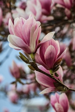 Flores de magnolia en tonos rosa y blanco, con un fondo borroso.