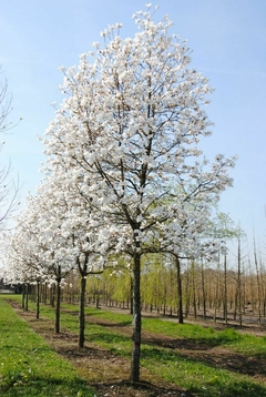 Árbol de Magnolia Merrill en flor, con abundantes flores blancas en un paisaje natural.