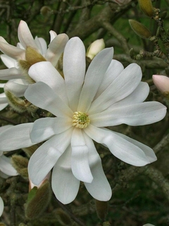 Flor blanca de Magnolia Merrill con pétalos amplios y un centro amarillo, en un entorno natural.