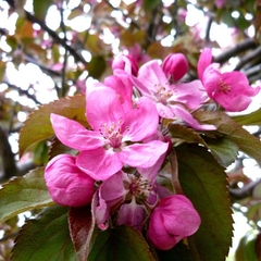 flor malus profusion