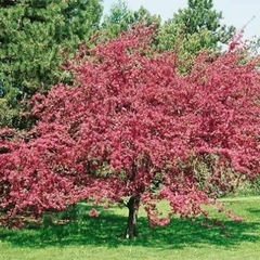 manzano de flor rosa