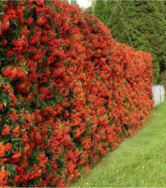 Plantas para cercos vivos - Vivero Online 