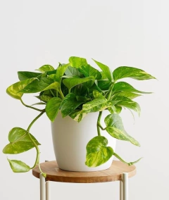 Planta potus purificadora en maceta alta para interior

