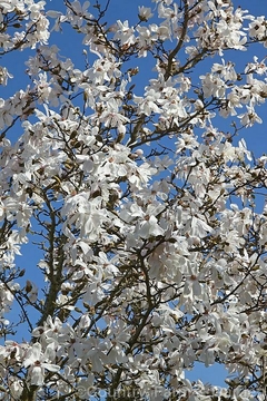 Árbol de magnolia Merrill en flor, con abundantes flores blancas sobre un fondo azul.