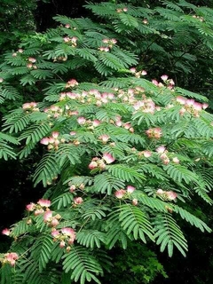 Árbol Albizia julibrissin precios