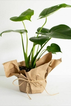 monstera deliciosa para regalar