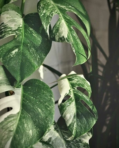 Hojas de Monstera variegada con patrones verdes y blancos, mostrando su belleza exótica.