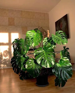 Monstera de gran tamaño con hojas verdes brillantes, perfecta para decoración en espacios amplios.